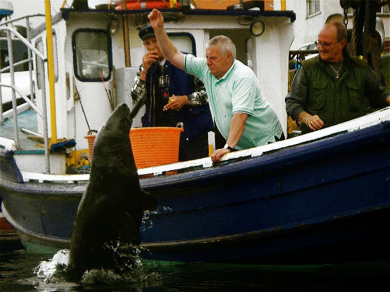 Sammy the Seal - Dunbar.JPG